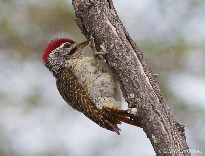 Pic de Nubie (juvenile) (Nubian Woodpecker)