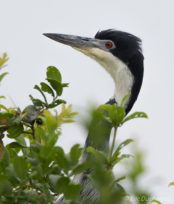 Héron mélanocéphale (Black-headed Heron)