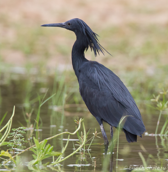 Aigrette ardoisée (Black Egret)