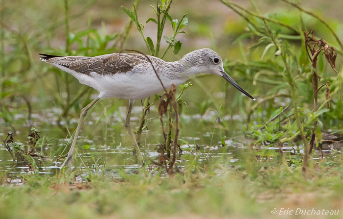 Chevalier aboyeur (Common Greenshank)