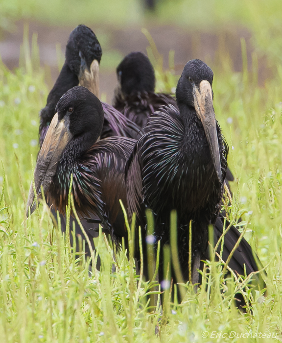 Bec-ouvert africain (African Open-billed Stork)