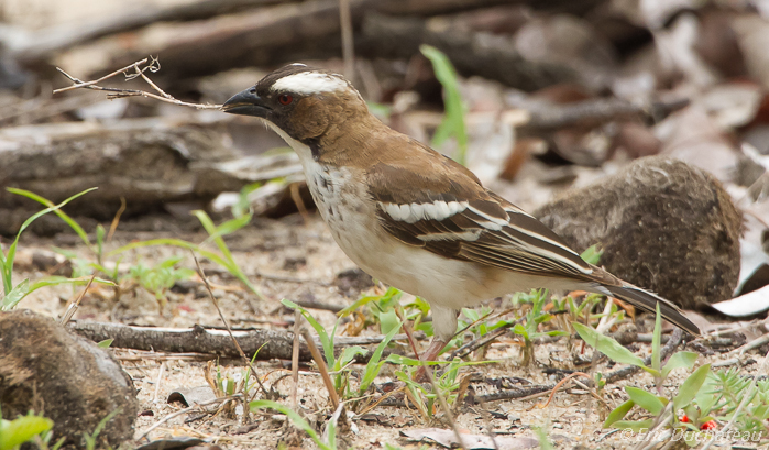 Mahali à sourcils blancs (White-browed Sparrow-Weaver)