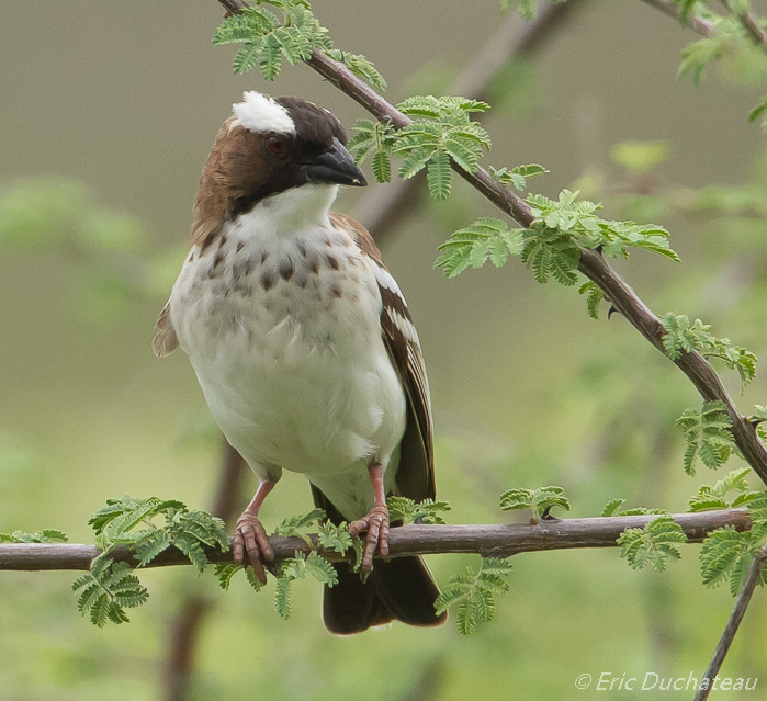 Mahali à sourcils blancs (White-browed Sparrow-Weaver)