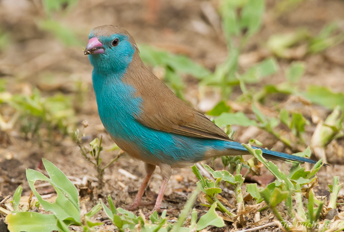 Cordonbleu à joues rouges (femelle) (Red-cheeked Cordon-bleu)