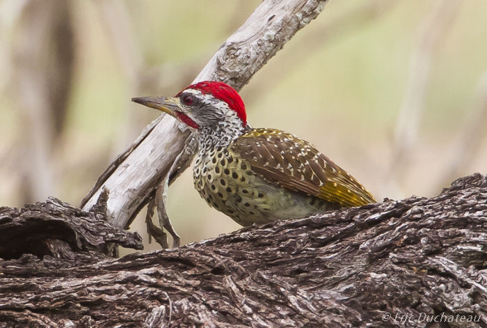 Pic de Nubie (mâle) (Nubian Woodpecker)