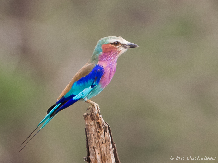 Rollier à longs brins (Lilac-breasted Roller)