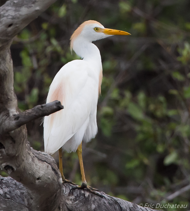 Héron garde-boeufs (Cattle Egret)