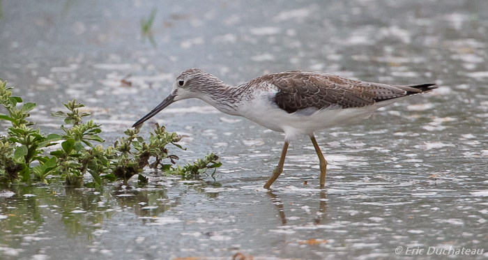 Chevalier aboyeur (Common Greenshank)