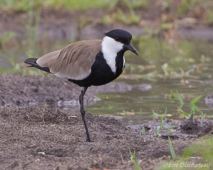 Vanneau à éperons (Spur-winged Lapwing)