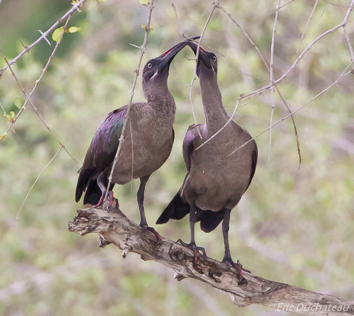 Ibis hagedash (Hadada Ibis)