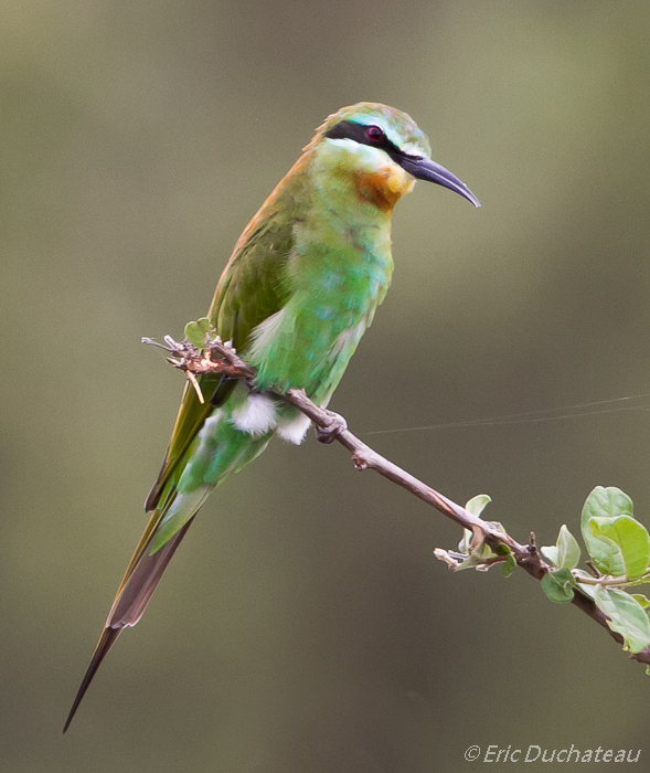 Guêpier de Madagascar (Madagascar Bee-eater or Olive Bee-eater)