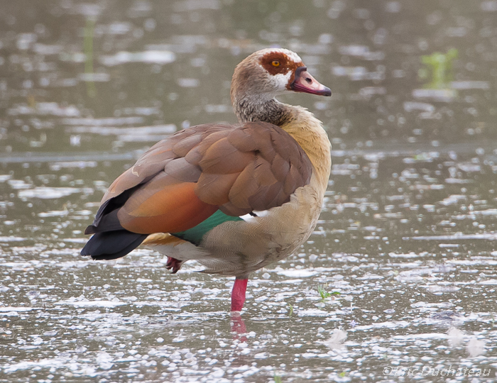 Ouette d'Egypte (Egyptian Goose)