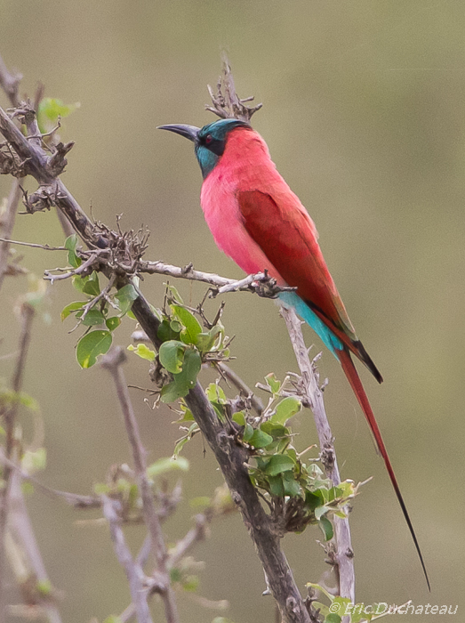 Guêpier écarlate (Carmine Bee-eater)