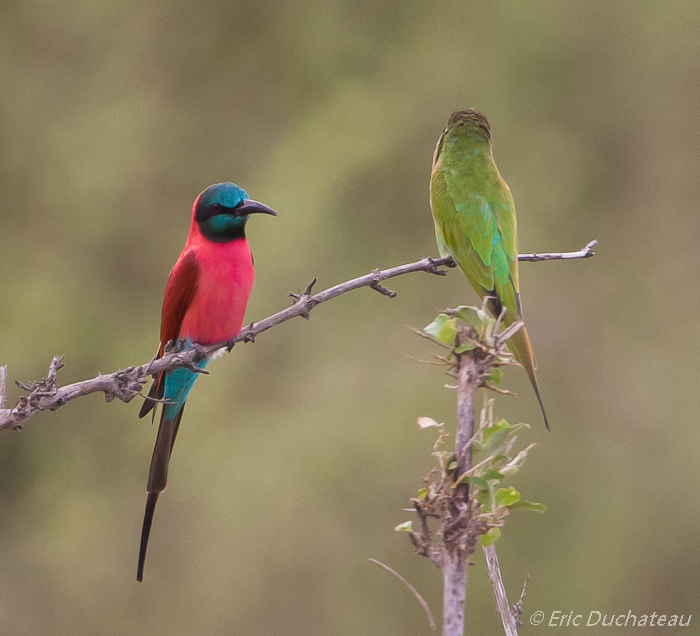 Guêpier écarlate et autre guêpier (Carmine Bee-eater with another Bee-eater)