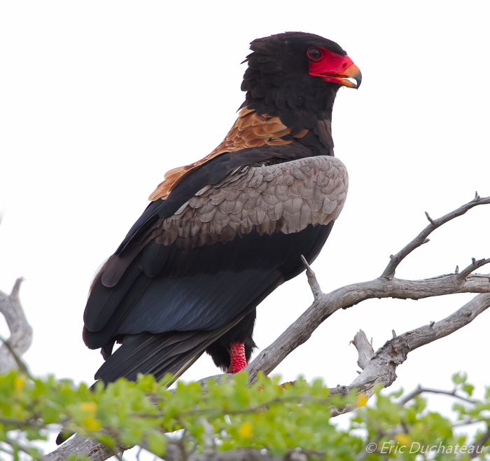 Bateleur des savanes (Bateleur)