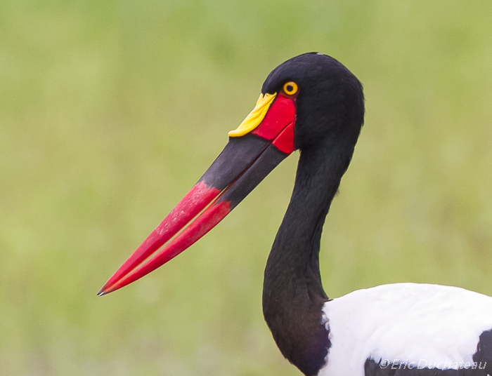 Jabiru d'Afrique (Saddle-billed Stork)