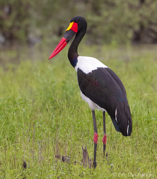 Jabiru d'Afrique (Saddle-billed Stork)