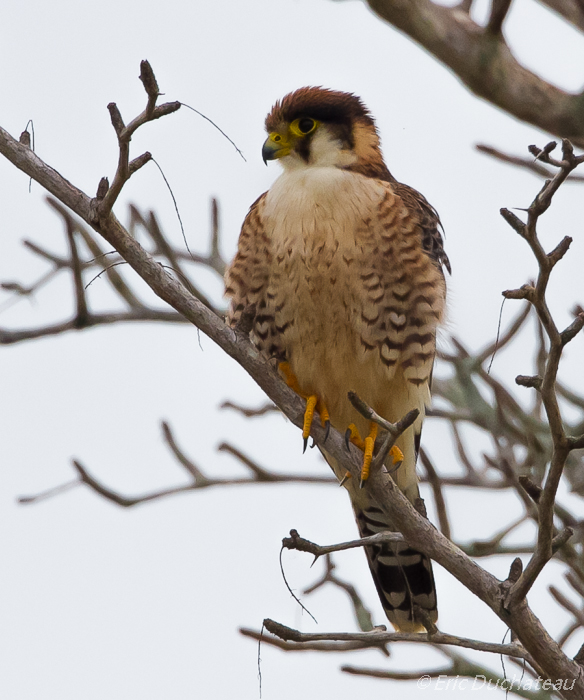 Faucon lanier (juvenile) (Lanner Falcon)