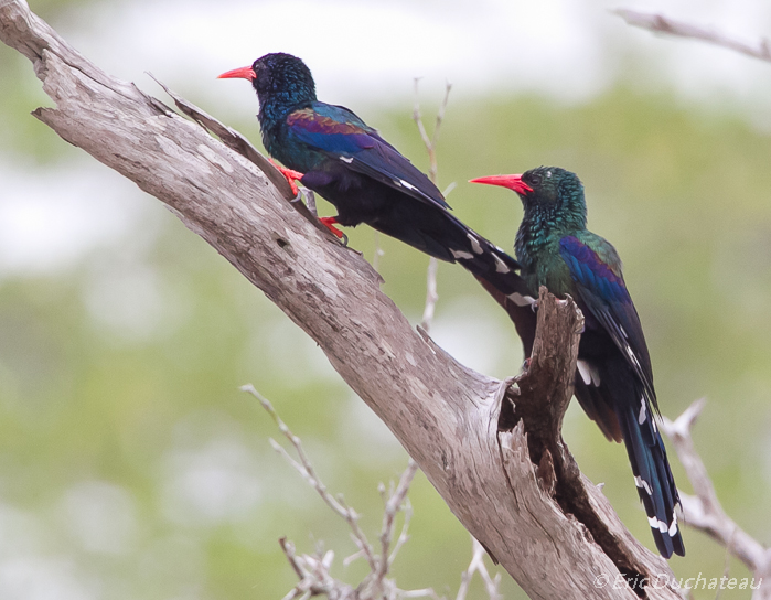 Irrisor moqueur (Green Wood-hoopoe or Red-billed Wood-hoopoe)