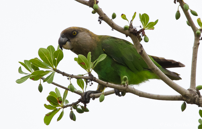 Perroquet à tête brune (Brown-headed Parrot)