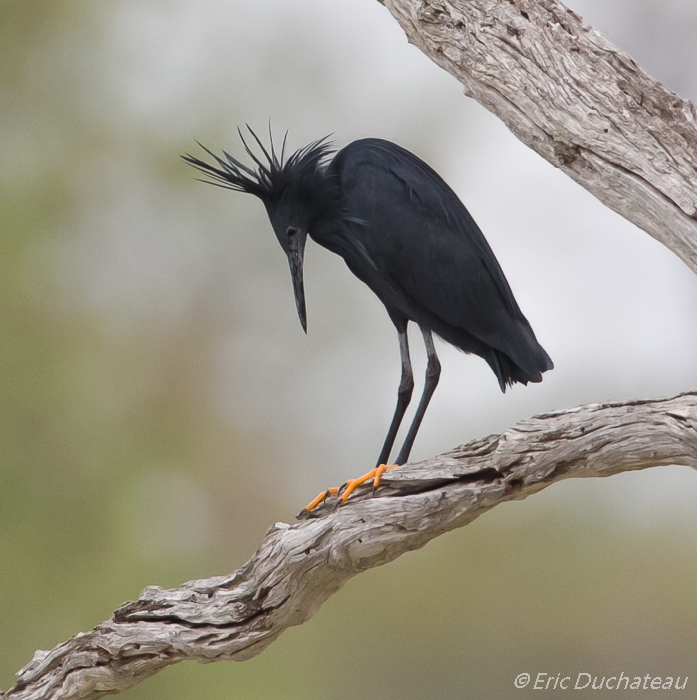 Aigrette ardoisée (Black Egret)