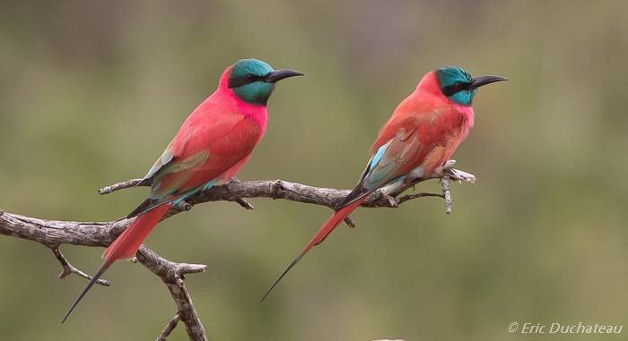 Guêpiers écarlates (Carmine Bee-eaters)