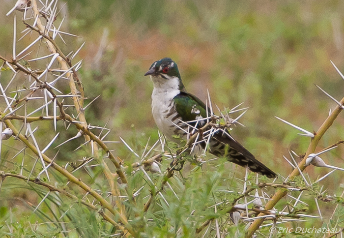 Coucou didric (Diederik Cuckoo)