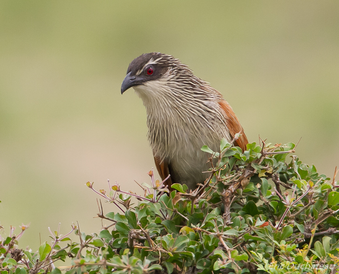 Coucal à sourcils blancs (White-browed Coucal)