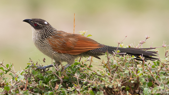 Coucal à sourcils blancs (White-browed Coucal)