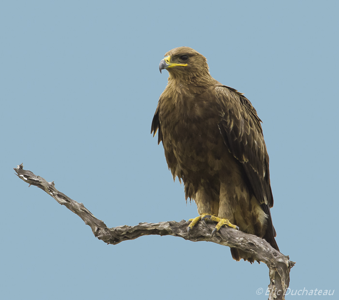 Aigle ravisseur (Tawny Eagle)