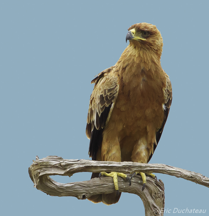 Aigle ravisseur (Tawny Eagle)