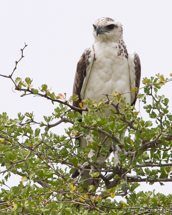 Aigle martial (Martial Eagle) (imm)