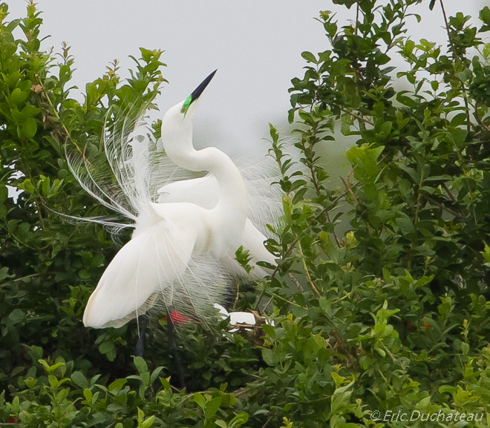 Grande aigrette (Great White Egret)