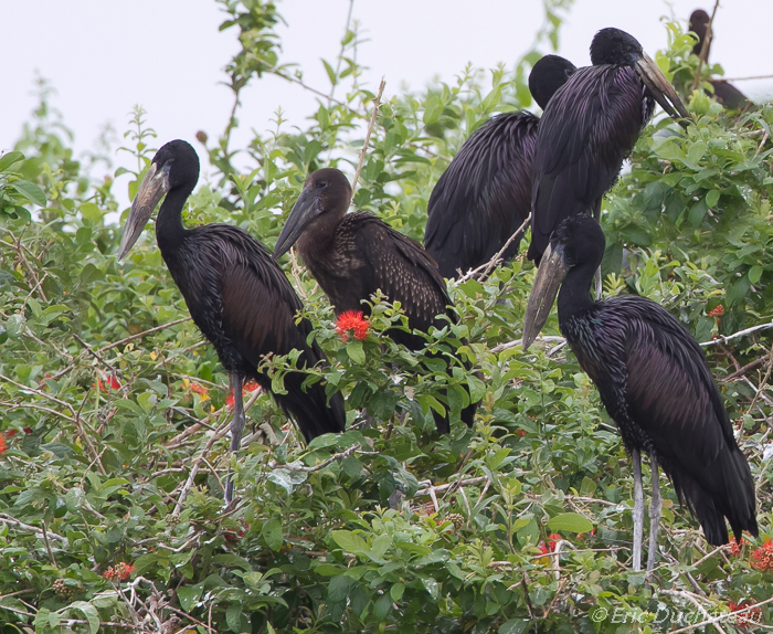 Bec-ouvert africain (African Open-billed Stork)