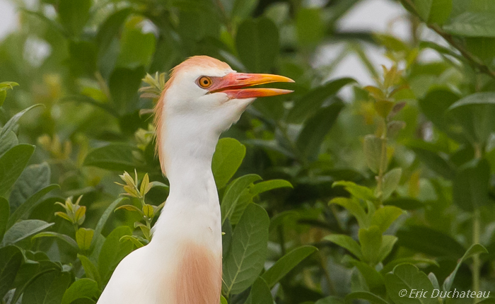 Héron garde-boeufs (Cattle Egret)