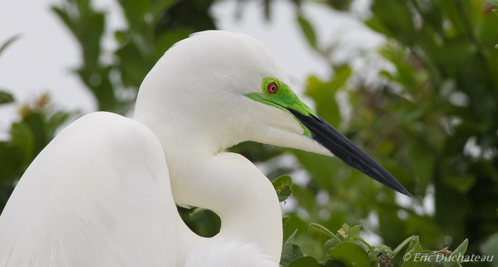 Grande aigrette (Great White Egret)