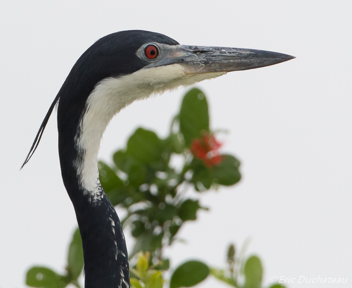 Héron mélanocéphale (Black-headed Heron)