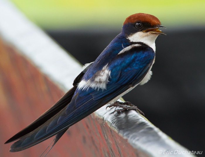 Hirondelle à longs brins (Wire-tailed Swallow)