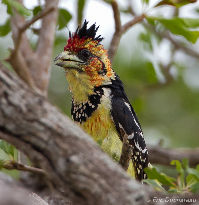 Barbican promépic (Crested Barbet)