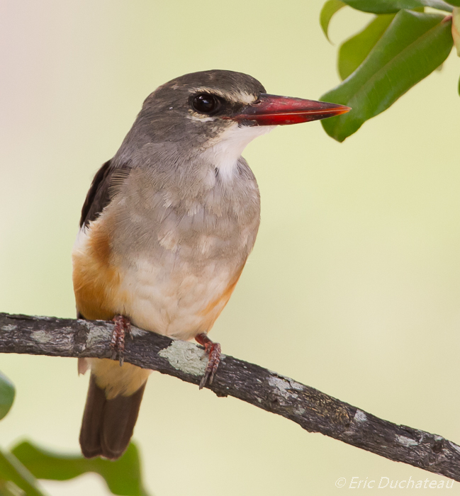 Martin-chasseur à tête brune (Brown-hooded Kingfisher)