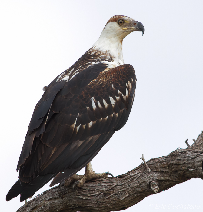 Pygargue vocifère ou Aigle pêcheur d'Afrique (juvénile) (African Fish Eagle)