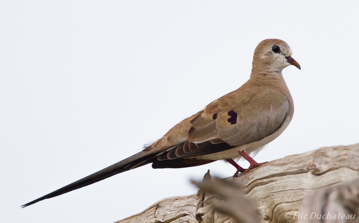 Tourterelle masquée (Namaqua Dove)