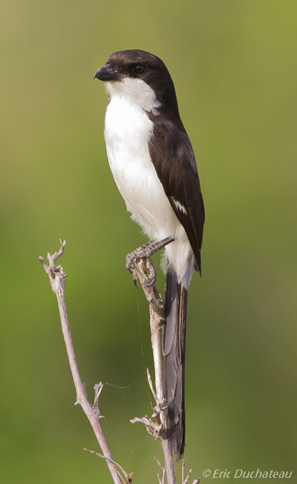 Pie-grièche à longue queue (Long-tailed Fiscal)