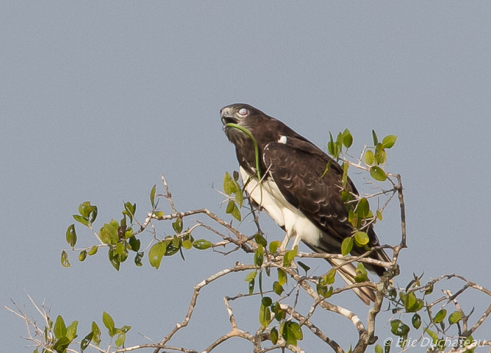 Circaète à poitrine noire (Black-chested Snake-Eagle)