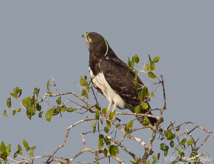 Circaète à poitrine noire (Black-chested Snake-Eagle)