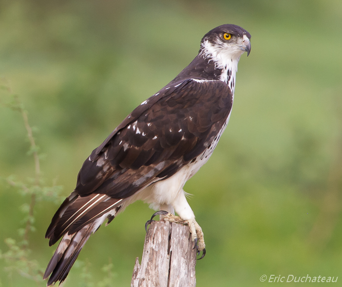 Aigle fascié (African Hawk-Eagle)