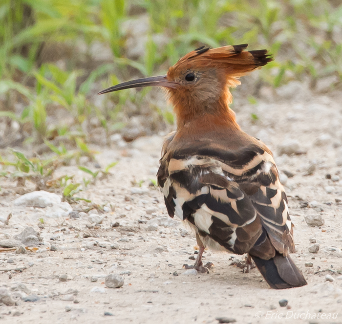 Huppe d'Afrique (African Hoopoe)