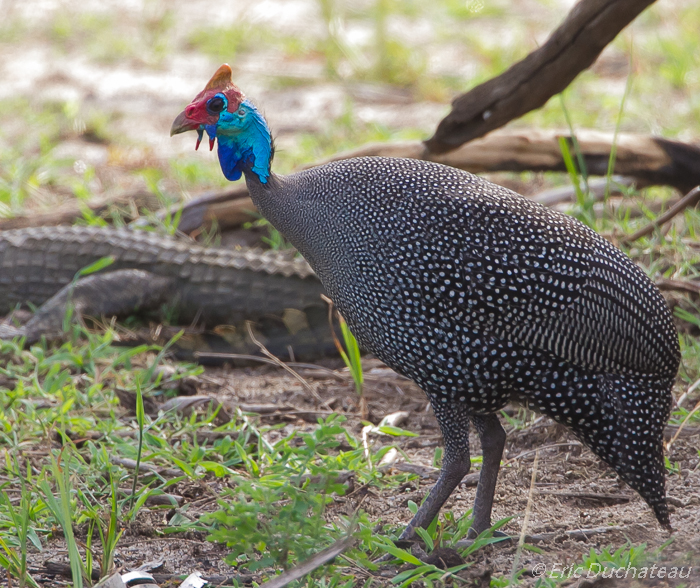 Pintade de Numidie (Helmeted Guineafowl)