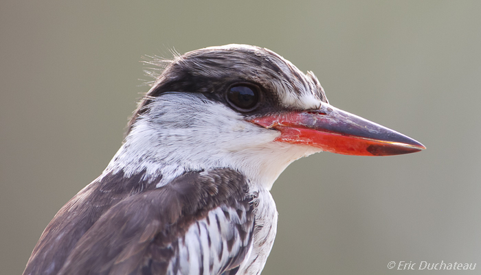 Martin-chasseur strié (Striped Kingfisher)