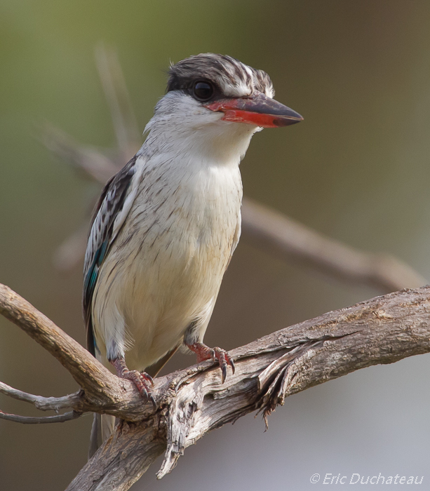 Martin-chasseur strié (Striped Kingfisher)